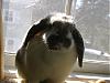 Thumper1980