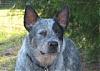 bluecowdog