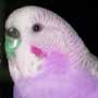 PinkBudgie