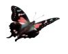 Katie's Butterflies