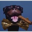 El Perro