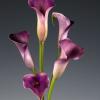 LilyFlor