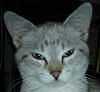 JosieCat