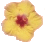Kalola