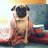 pugbug