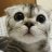 abbey_maree
