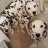DalmatianDad