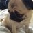 D2Pugs