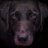 OwnedByRetrievers