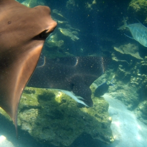 Discovery Cove