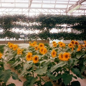 Sunflowers in the Land.