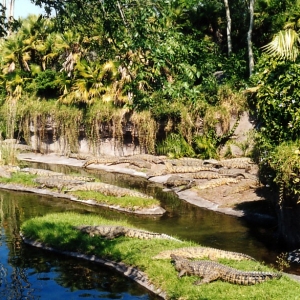 Crocs at DAK