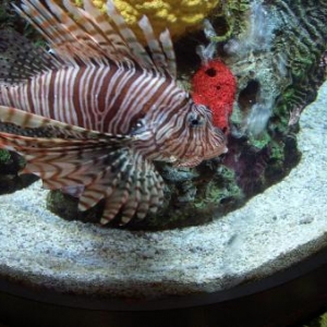 Lion Fish Living Seas