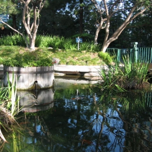 Koi Pond