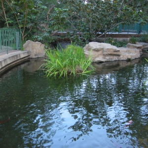 Koi Pond