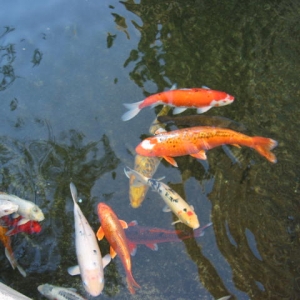 Koi Pond