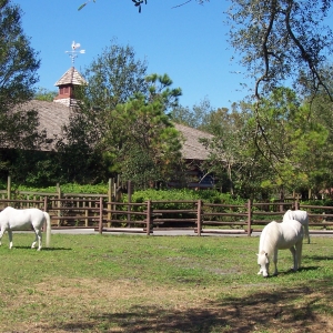 Cindy's ponies grazing.