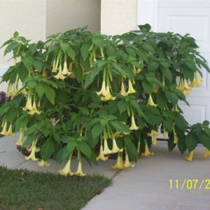 Brugmansia