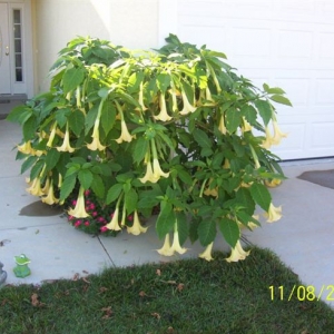 Brugmansia