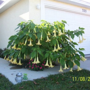 Brugmansia