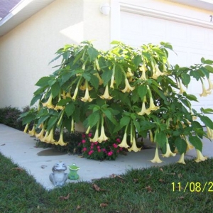 Brugmansia