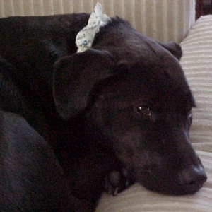 Sleepy head Jessie