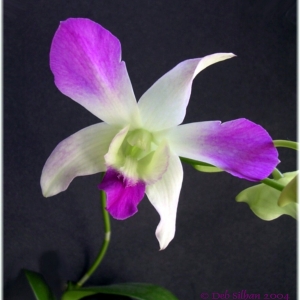 finally it flowered!