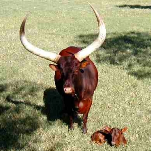 ankole