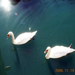 Swans in the Moat