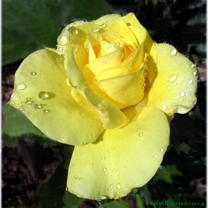 Sunsprite_