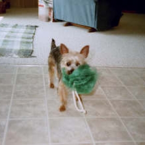 Hollydog