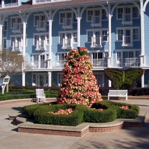 Poinsettia Tree