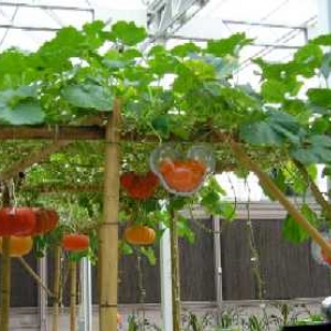 Pumpkins at the Land