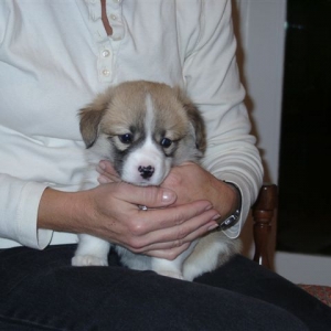 New puppy, Ella, 5 weeks