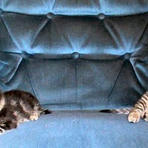 kittiesonchair