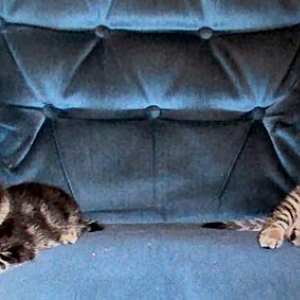 kittiesonchair2