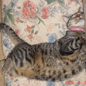 izzy_sleeping2
