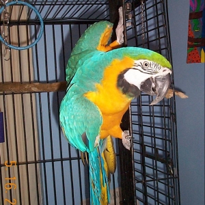 hang