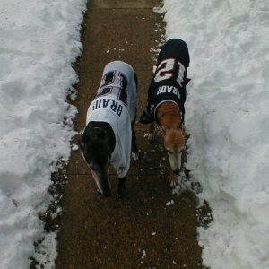 Pats fans in Eagle Territory II