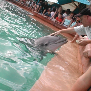 Flipper