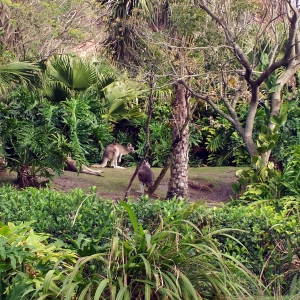 Kangaroos in the Tree of Life garden.