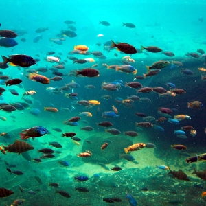 Fish in the Hippo pool.