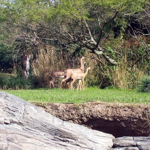 Pangani Trail