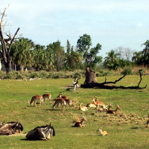 KS savannah.