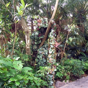 De-Vine