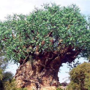Tree of Life.