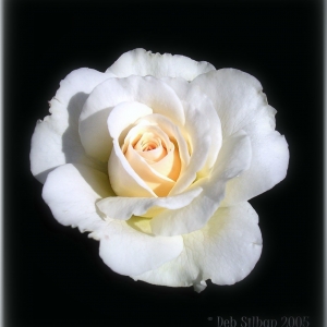 Princess Of Wales