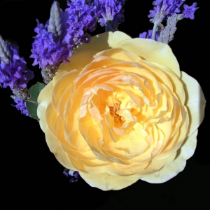 Graham Thomas & Hidcote Lavender