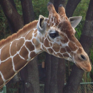 giraffe