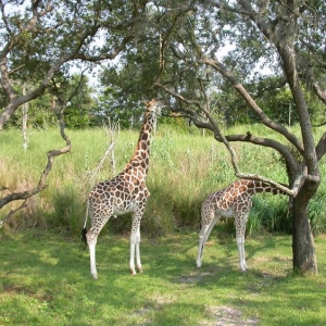 Disney_World_Pics_172